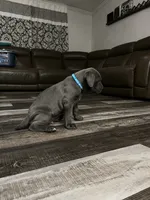 Blue female (blue collar), a female Cane Corso for sale in Brooksville, FL – 5 of 8