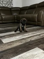 yellow collar Brindle, a male Cane Corso for sale in Brooksville, FL – 6 of 8