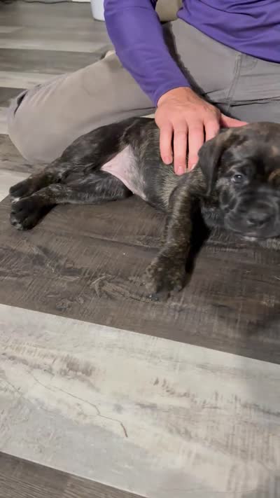 Brindle female (purple collar), a female Cane Corso for sale in Brooksville, FL – 7 of 7
