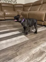 Brindle female (purple collar), a female Cane Corso for sale in Brooksville, FL – 6 of 7