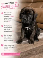 Brindle female (purple collar), a female Cane Corso for sale in Brooksville, FL – 1 of 7