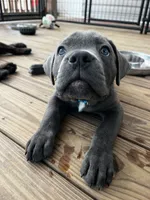 Blue female (blue collar), a female Cane Corso for sale in Brooksville, FL – 6 of 8