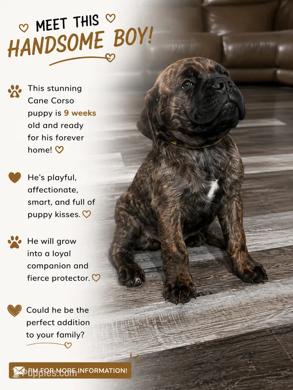 yellow collar Brindle – Cane Corso puppy on hold in Brooksville, FL