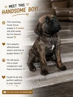 yellow collar Brindle, a male Cane Corso for sale in Brooksville, FL – 1 of 8