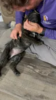 Brindle female (purple collar), a female Cane Corso for sale in Brooksville, FL – 2 of 7