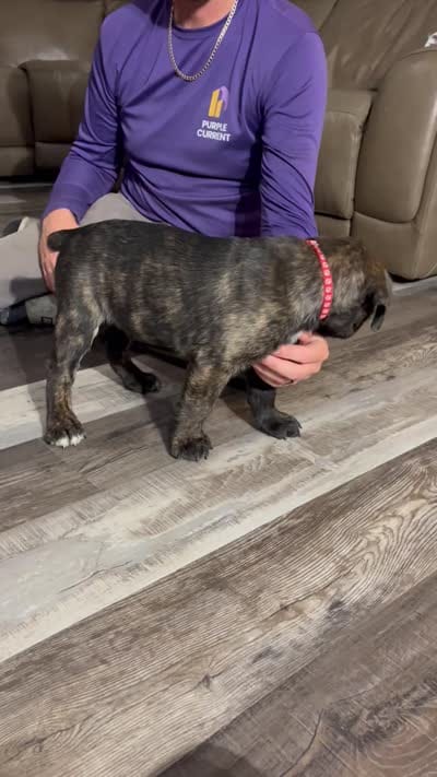Male Brindle (red collar) puppy, a male Cane Corso for sale in Brooksville, FL – 6 of 6