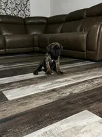 yellow collar Brindle, a male Cane Corso for sale in Brooksville, FL – 2 of 8