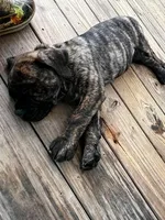 yellow collar Brindle, a male Cane Corso for sale in Brooksville, FL – 4 of 8