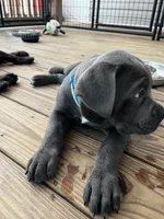 Blue female (blue collar), a female Cane Corso for sale in Brooksville, FL – 4 of 8