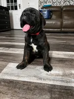 Male Brindle (red collar) puppy, a male Cane Corso for sale in Brooksville, FL – 5 of 6
