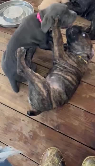 yellow collar Brindle, a male Cane Corso for sale in Brooksville, FL – 5 of 8
