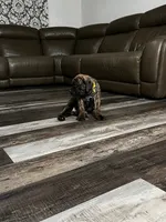 yellow collar Brindle, a male Cane Corso for sale in Brooksville, FL – 8 of 8