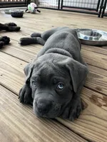 Blue female (blue collar), a female Cane Corso for sale in Brooksville, FL – 2 of 8