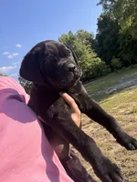 Angus, a male Cane Corso for sale in Simpsonville, SC – 2 of 4