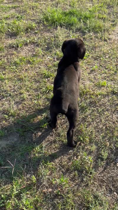 Angus, a male Cane Corso for sale in Simpsonville, SC – 4 of 4