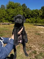 Angus, a male Cane Corso for sale in Simpsonville, SC – 3 of 4