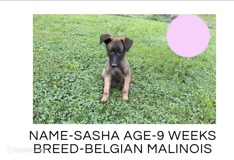 Sasha – Belgian Malinois puppy for sale in Winston-Salem, NC