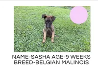 Sasha, a female Belgian Malinois for sale in Winston-Salem, NC – 1 of 1