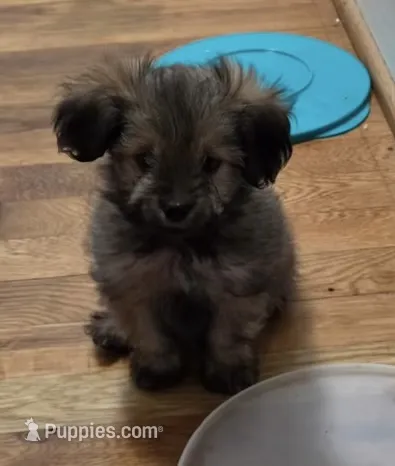 Gizmo – Shih Tzu puppy for sale in Winston-Salem, NC