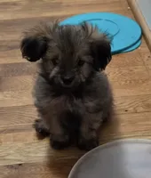 Gizmo, a male Shih Tzu for sale in Winston-Salem, NC – 1 of 3