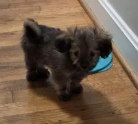 Gizmo, a male Shih Tzu for sale in Winston-Salem, NC – 2 of 3