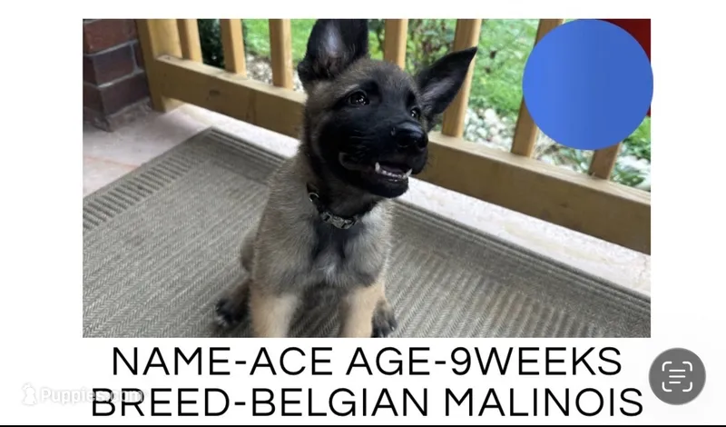 Ace – Belgian Malinois puppy for sale in Winston-Salem, NC