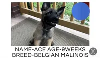Ace, a male Belgian Malinois for sale in Winston-Salem, NC – 1 of 1