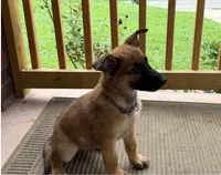Stella, a female Belgian Malinois for sale in Winston-Salem, NC – 2 of 2