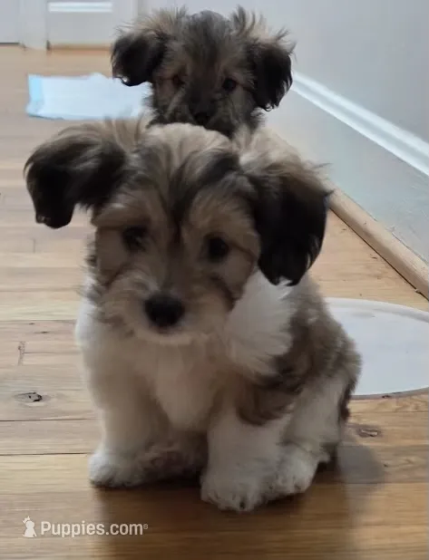 Teddy – Shih Tzu puppy for sale in Winston-Salem, NC