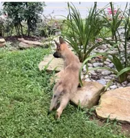 Axel, a male Belgian Malinois for sale in Winston-Salem, NC – 2 of 2