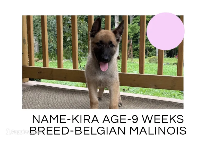 Kira – Belgian Malinois puppy for sale in Winston-Salem, NC