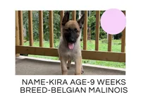 Kira, a female Belgian Malinois for sale in Winston-Salem, NC – 1 of 1