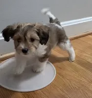 Teddy, a male Shih Tzu for sale in Winston-Salem, NC – 2 of 3