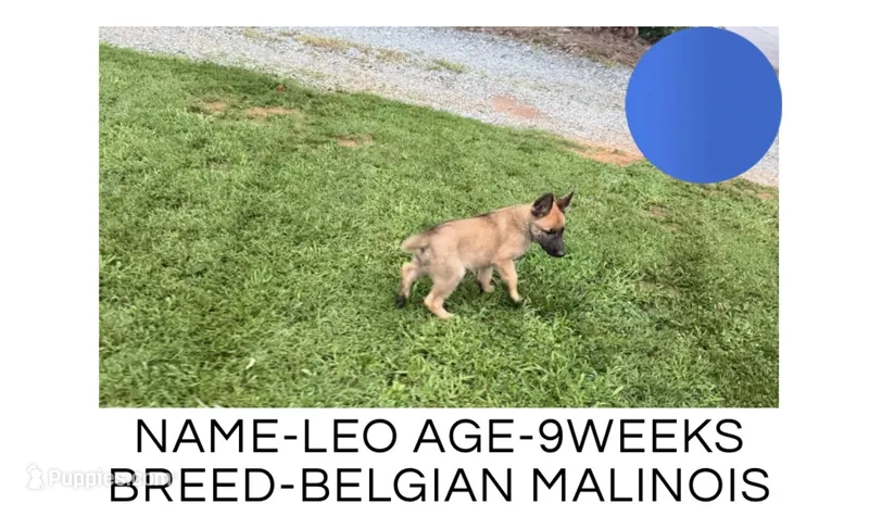 Leo – Belgian Malinois puppy for sale in Winston-Salem, NC