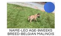 Leo, a male Belgian Malinois for sale in Winston-Salem, NC – 1 of 1