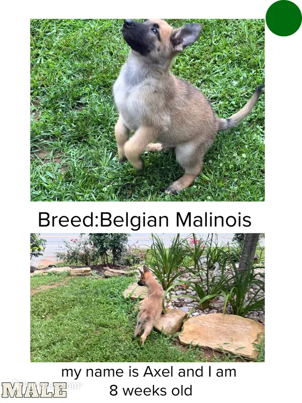 Axel – Belgian Malinois puppy for sale in Winston-Salem, NC