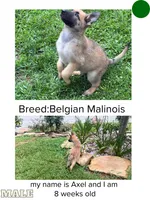 Axel, a male Belgian Malinois for sale in Winston-Salem, NC – 1 of 2