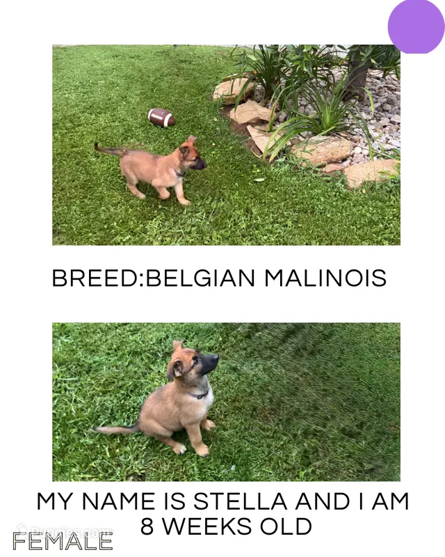 Stella – Belgian Malinois puppy for sale in Winston-Salem, NC