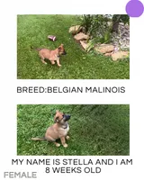 Stella, a female Belgian Malinois for sale in Winston-Salem, NC – 1 of 2