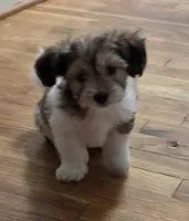 Teddy, a male Shih Tzu for sale in Winston-Salem, NC – 3 of 3