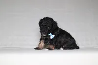 Axel, a male Poodle - Miniature  for sale in Millersburg, OH – 3 of 3