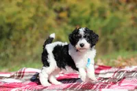 Jace (AKC), a male Poodle - Miniature  for sale in Millersburg, OH – 5 of 6