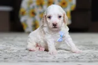 Monty, a male Poodle - Miniature  for sale in Millersburg, OH – 2 of 3