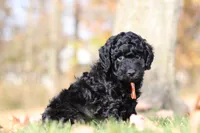 Jared (AKC), a male Poodle - Miniature  for sale in Millersburg, OH – 3 of 6