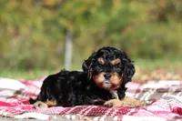 Dax, a male Cavapoo for sale in Millersburg, OH – 2 of 8