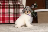 Mabel (AKC), a female Poodle - Miniature  for sale in Millersburg, OH – 6 of 7