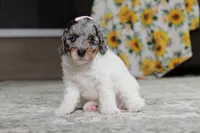 Mabel, a female Poodle - Miniature  for sale in Millersburg, OH – 5 of 5