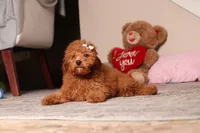 Ruby, a female Poodle - Miniature  for sale in Millersburg, OH – 2 of 5