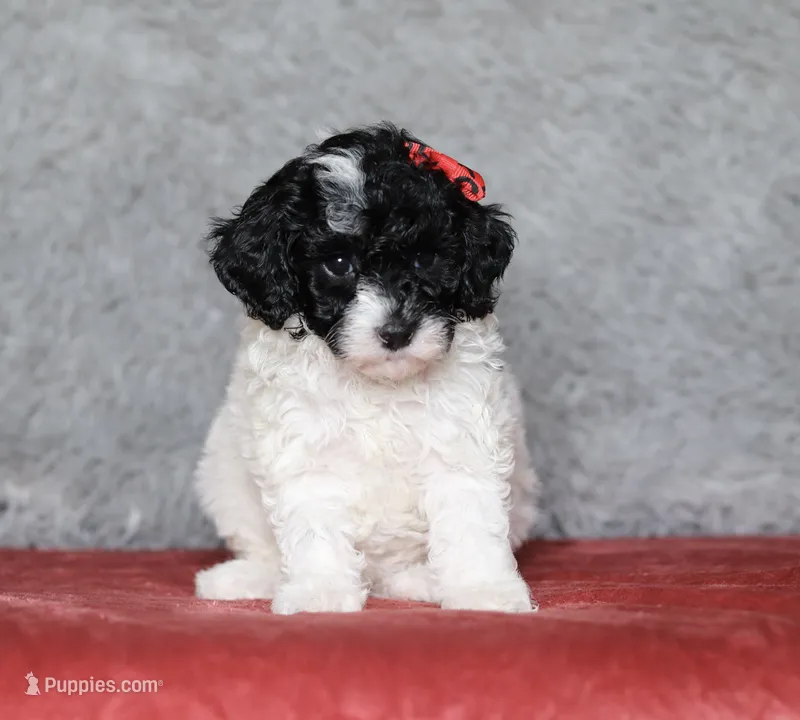 Paisley – Poodle - Miniature  puppy for sale in Millersburg, OH