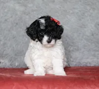 Paisley, a female Poodle - Miniature  for sale in Millersburg, OH – 1 of 3